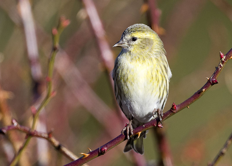 Lucherino - Spinus spinus ♂ e ♀